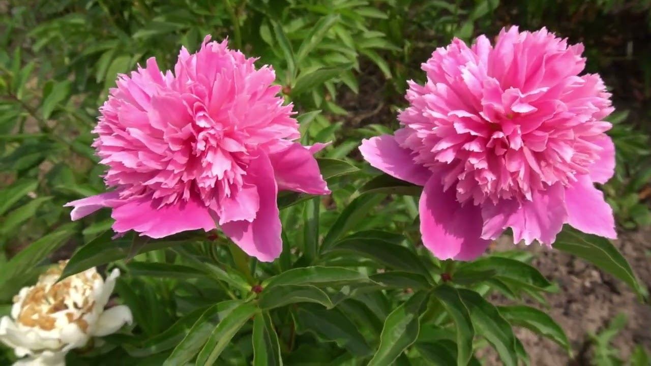 Сборное видео из небольших роликов :"Пионы зарубежной селекции альбом №1" смотреть онлайн