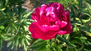 Пион Парад Цветов/ Parad Czvetov   Харченко Е.Д. - Тыран И.А., 1971, СССР.