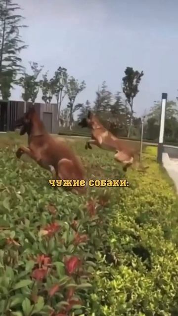 Чужие собаки vs моя собака смотреть онлайн