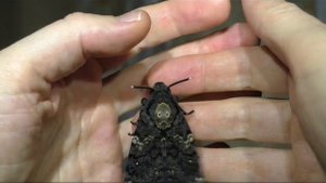 Бабочка бражник