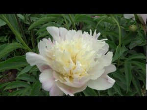 Пион ЛОРД КАВИН Paeonia LORD CAVIN: обзор, описание, цветение, отзыв