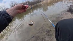 Ловля разной рыбы на маховую удочку с поплавком. Рыбалка на вечерней зорьке.