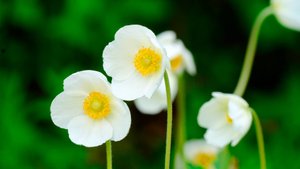 🌷 ДО СЛЁЗ НЕВЕРОЯТНО КРАСИВАЯ ДУШЕВНАЯ МУЗЫКА! 🎵 ЭТУ ЧАРУЮЩУЮ МЕЛОДИЮ МОЖНО СЛУШАТЬ ВЕЧНО!