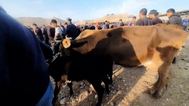 🐏ИСКРА🐃 МОЛ 🐄БОЗОРИ🐎 МОЛАР🐐 АРЗОН 🐓ЖИГАРЛАР🦆 29 10 2022🦚🦢🐏🐑🐐🦬