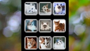 АСМР Мурчание и звуки Кошек/ Звуки для расслабления, сна и релаксации/ мяуканье кошек