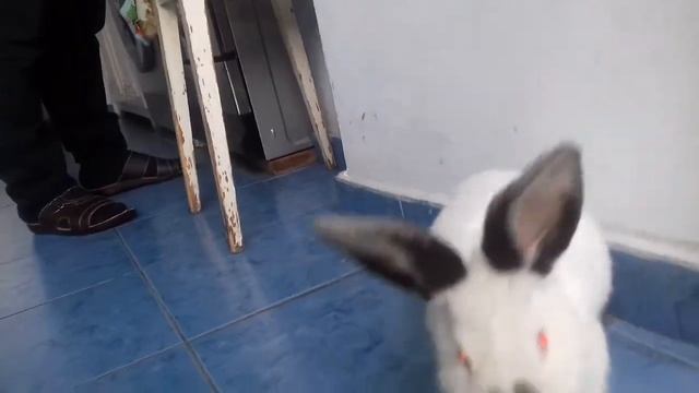 Зайчик Снежок Նապաստակ Փաթիլ смотреть онлайн