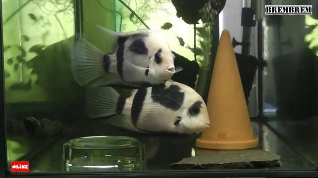 UARU FERNANDEZYEPEZI // UARU PANDA CICHLID PAIR смотреть онлайн