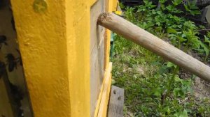 В стеклянный улей поставил сетку