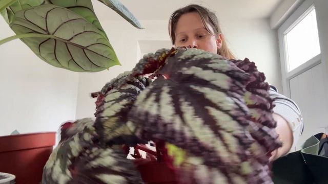 Trouvaille de dingue ! Alocasia dragon scale variegata. Rempotage et papotage ! смотреть онлайн