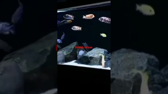 desain tank cichlid afrika#shorts смотреть онлайн