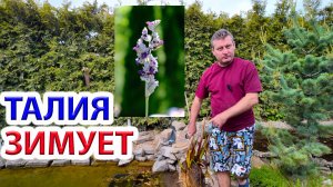 Талия припудренная зимовка в открытом водоеме