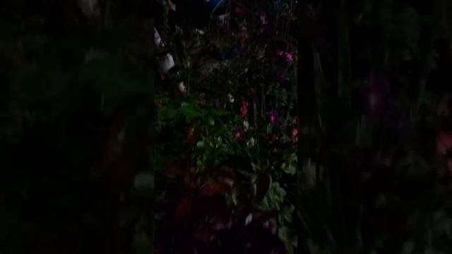 Мой ночной дворик. смотреть онлайн