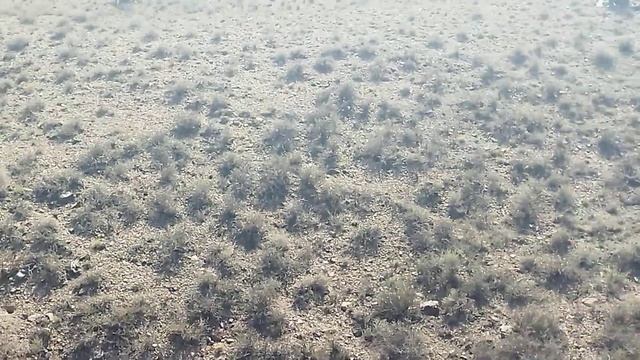 тигровые.  горы