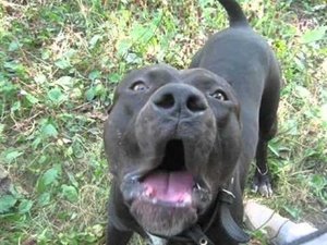 фаина питбуль!!!! питбуль давит алабая, (даже не верится)