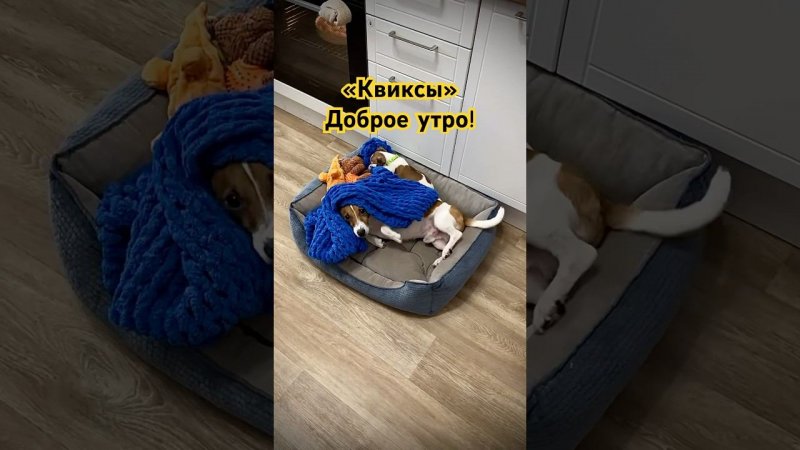 Квиксы - Доброе утро! #dog #собака #dogs #джекрасселтерьер #животные #jackrussell