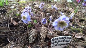 Печеночница благородная, нобилис или обыкновенная — Hepatica nobilis. - сорт Царевна Лягушка