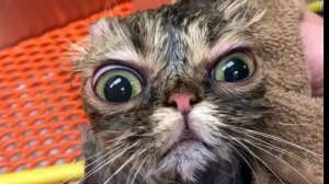 clideo_editor_57d80e67caa64a11b18562c84e6c9d20 (1)