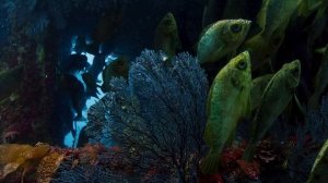 1.Голубая планета .One.Ocean.BDRip.720p.HDReactor
