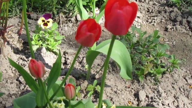 MDG 5945 Цветущий май! смотреть онлайн