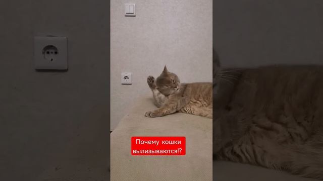 А вы знаете почему кошки вылизываются🤯🤯🤯 #кот #котики #кошки #домашнийлюбимец #cats #shorts