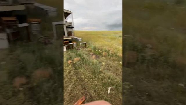 Качка Свежего Меда / Пчеловодство / Июль- Август 2024