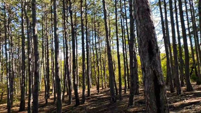 Воскресная прогулка по Царской Тропе. ЮБК. смотреть онлайн
