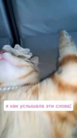 Не прячьтесь от мира. Позвольте ему восхищаться вами — и вы сами себе понравитесь ♥️ #котики #кпт