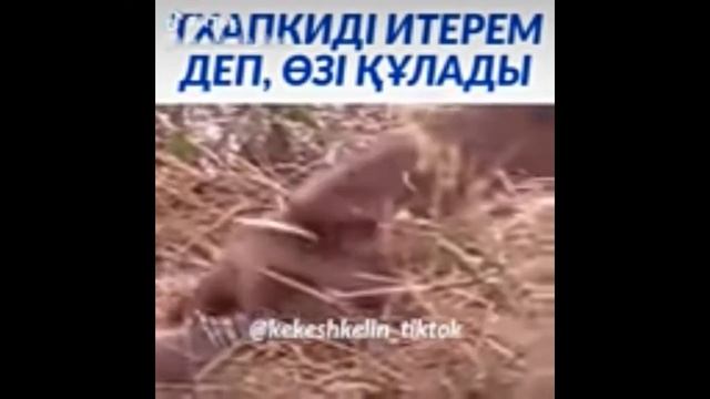 кекеш келін смотреть онлайн