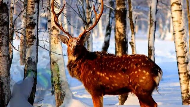 Зима Сходница смотреть онлайн