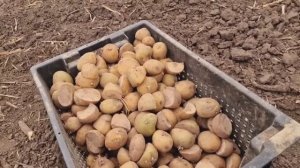 Картофель без хлопот — сажаю только этим способом!