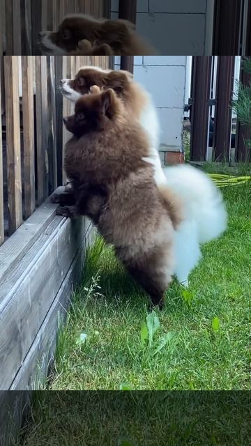 Алмаз Альфред Эми, на охране смотреть онлайн