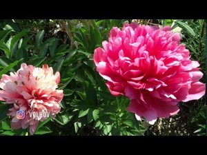 Пион ЛОРЕЛЕЙ  Paeonia LORELEI: обзор, описание, цветение, отзыв