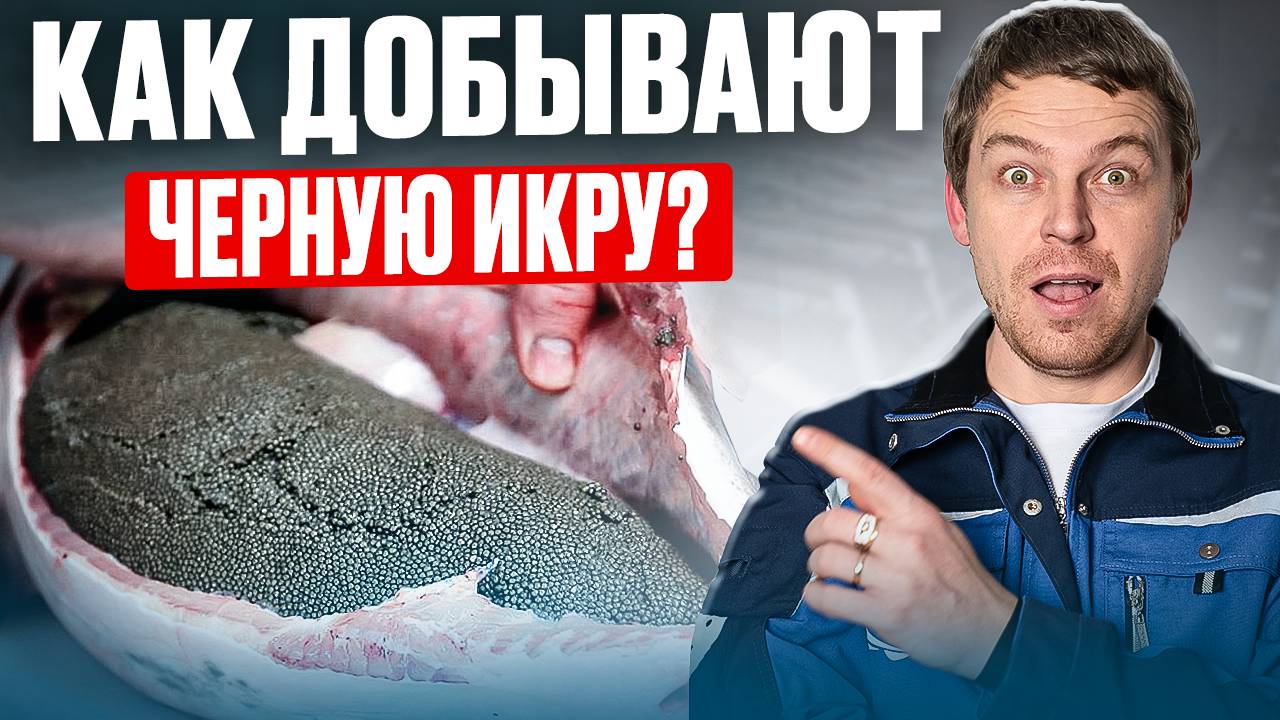 Почему черная икра ТАКАЯ ДОРОГУЩАЯ и сколько на ней можно ЗАРАБОТАТЬ_ Разбираю все мифы за 10 МИНУТ смотреть онлайн