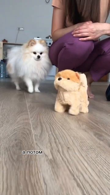Решилась на вторую собаку #бонди #пушистыйдруг #собака #шпиц #щенок #мем #пес #померанец #мило смотреть онлайн