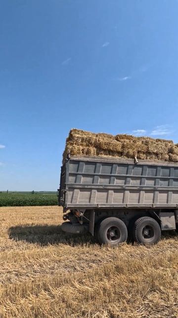 Камаз shorts short shortsvideo shortvideo