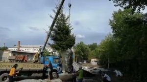 Посадка ели с комом земли