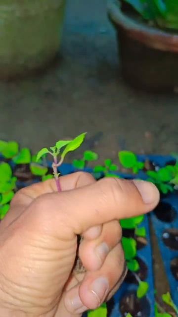 salviya flavour plants # смотреть онлайн