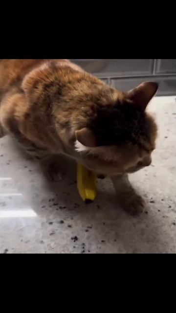 Котики (23) смотреть онлайн