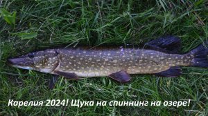 Карелия 2024! Отпуск продолжается! Ловим с лодки неплохих щук на большом озере! Рыбалка на спиннинг!