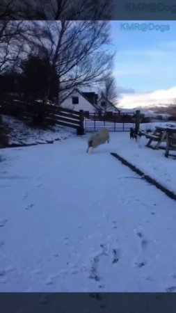 Она всегда ощущала себя собакой😂 ( видео про собак и овец )