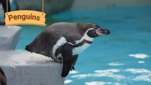 Zoo Virtual Field Trip | Twinkl Early Childhood Adventures | Twinkl USA