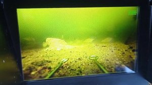 Недельный закорм - море рыбы!!!