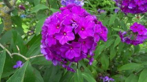 Флокс ВЕСТ - обзор, описание, цветение, отзыв.