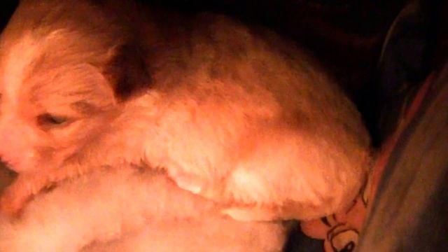 Собака Лейла ролик 1 смотреть онлайн