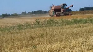 Комбайн Нива молотит сою Комбайнеры Harvester Niva threshes soybeans Жнива #vseklevo #синийтрактор