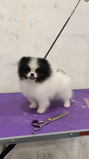 шпиц померанскийшпиц патиколорныйшпиц грумингшпица новосибирск