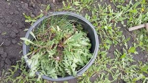 Одуванчики в саду