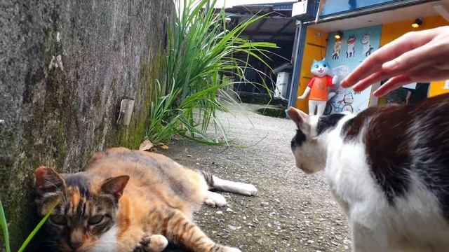 안 무니까 괜찮다⁉️"동물의 왕" 호랑이같은 길고양이 смотреть онлайн