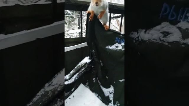 Рыжикanimalsживотныебелкаsquirrel