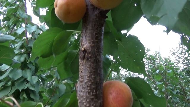 Абрикос Сульмона. Видеообзор. Сортоман Сад. Отзывы смотреть онлайн